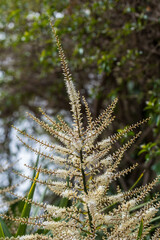 Cabbage palm flowers in bloom