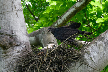 Female Crested Eagle on the nest with chick