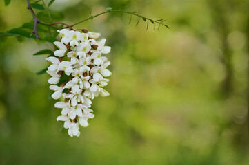 A close-up of a blossoming acacia sprig in spring with a blurred background