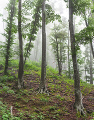 Birch forest on mountain on foggy day.