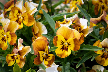 Fototapeta premium Yellow Pansies
