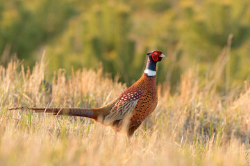 Bażant zwyczajny, common pheasant (Phasianus colchicus) - 514492515