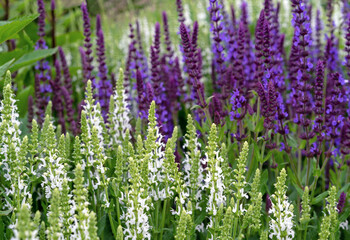 Purple and white sage flowers. Perennial sage (Salvia nemorosa) is a medicinal plant and food spice.
