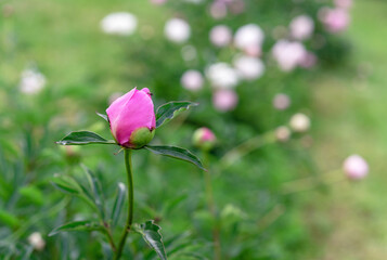 Pink peony at the very beginning of its flowering. Peony bud.