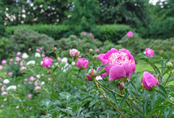 Pink peonies blooming in the summer garden. Fragrant pink peonies.