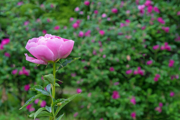 Pink peonies against the background of blooming wild rose bushes.