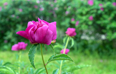 Pink peonies blooming in the summer garden. Fragrant pink peonies.