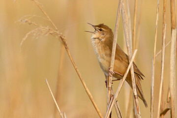 brzęczka, Savi's warbler (Locustella luscinioides) © Grzegorz