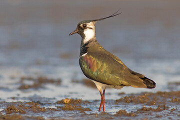 czajka, northen lapwing (Vanellus vanellus)