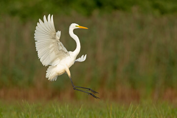 Czapla biała, great egret (Ardea alba) - obrazy, fototapety, plakaty