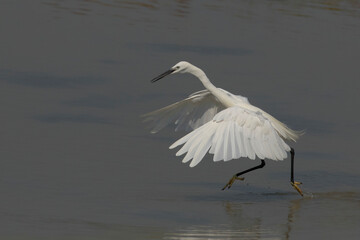 czapla nadobna, little egret (Egretta garzetta)