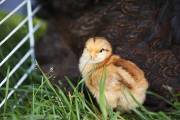 Baby chicks on a small farm in the country. Small scale poultry farming in Ontario, Canada.