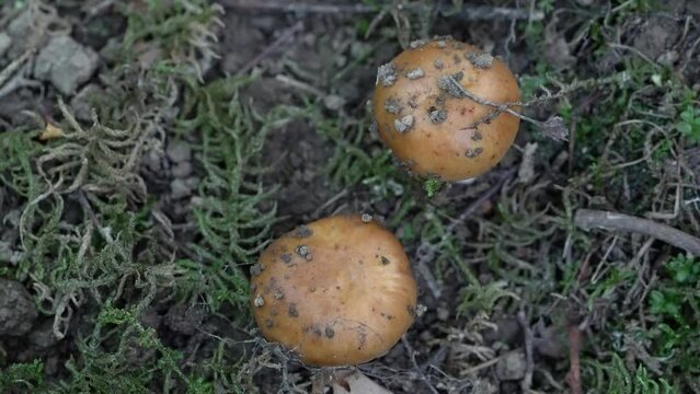 Stinking Russula in natural ambient, young (Russula foetens) - (4K)