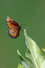 Adult Queen Butterfly