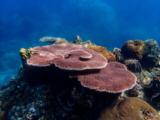 Table corals in the coral reef © phraisohn