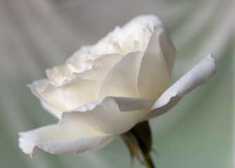 white rose close up