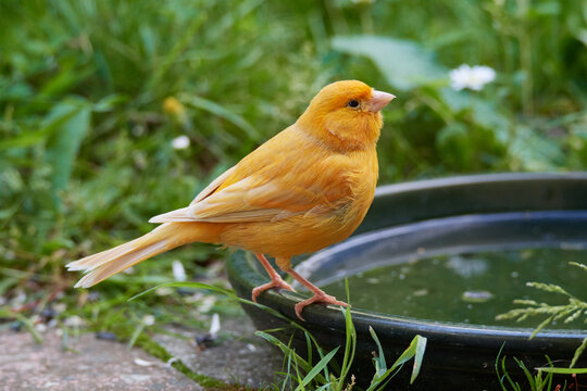 Ausgeb&uuml;xter Kanarienvogel im Sommer
