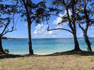 Ironwood Trees along the water at Kokololio Beach Park