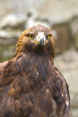 Steinadler