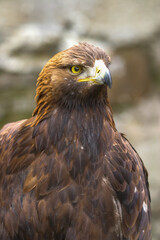 Steinadler
