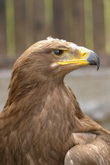 Steinadler