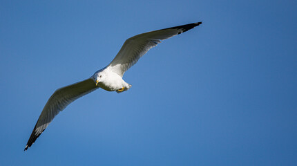 Bird wildlife at Torrey Pines State Park in San Diego