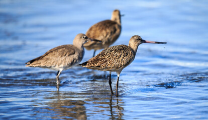 Bird wildlife at Torrey Pines State Park in San Diego