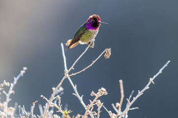 Bird wildlife at Torrey Pines State Park in San Diego