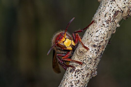 A queen of the European hornet (Vespa crabro) 