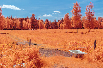 Infrared landscape