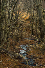 Stream running down the forest in autumn with dry leaves on the ground. Ushuaia, Argentina. Vertical