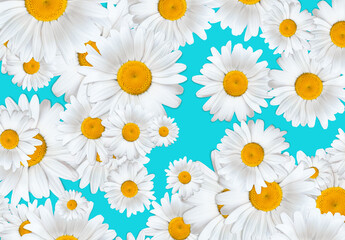 Fototapeta premium Daisies irregular pattern background