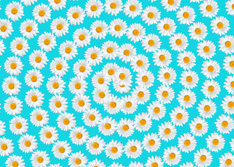 Blooming daisies spiral background