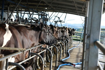 Dairy Farm