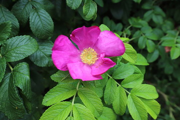 Blooming rosehip flower, beautiful pink flower on a bush branch. Beautiful natural background of blooming greenery. Natural beauty of nature. Selective focus on rosehip bud.