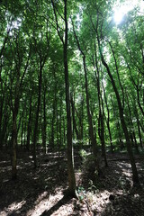 Young beech trees in the beginning of the summer, sun in forest background.