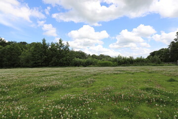 Nice view over a field of wild clover flowers. Photo was taken on a sunny day.