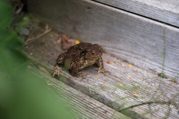 Huge frog sitting on house staircase. Green wild frog lost in town.