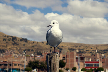 seagull on the pier