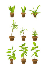 Fototapeta na wymiar House plants in pots, office flowers, cartoon tropic leaves. Green icon set of palm tree, philodendron, ficus, sansevieria, succulent. Garden plant vector illustration.