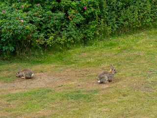 Hares eat grass.