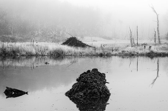 Pond Stagnant By A Beaver Dam Reflecting Damage To The Forest. Black And White. Dramatic Concept. Ushuaia, Argentina