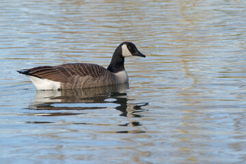 A Canada goose (Branta canadensis) on a lake in Vert le Petit
