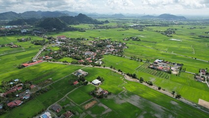 Fototapeta na wymiar The Paddy Rice Fields of Kedah and Perlis, Malaysia