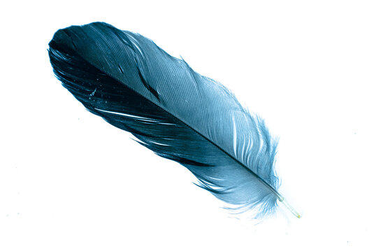 Fototapeta a blue feather on a white isolated background