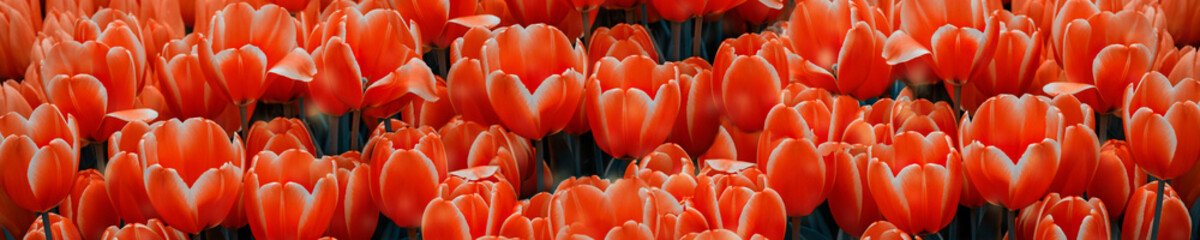 Yellow orange tulips, orange tulips on a green background