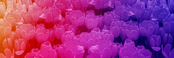 tulips in the garden on a background of green leaves lit by the warm spring sun