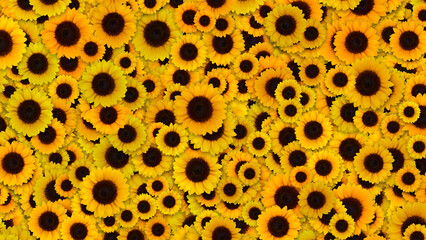 sunflower Pattern 