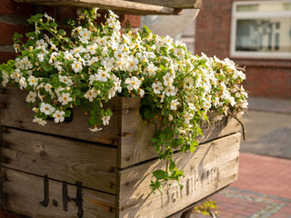 Flowers in a wooden box.
