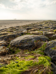 Coastal stones in green algae.
